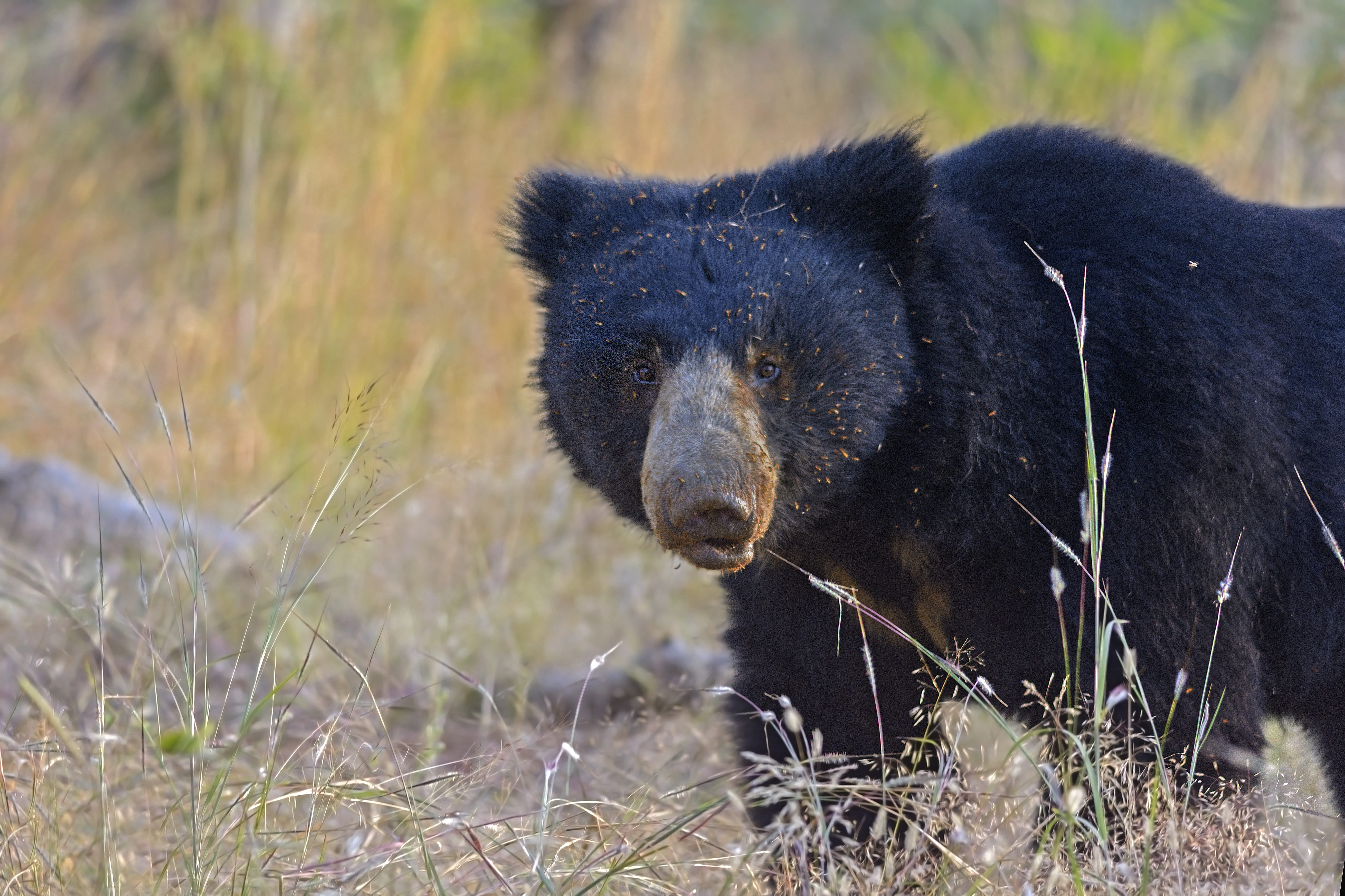 Photo from 15-Day India Wildlife Safari: Tigers, Rhinos & National Parks safari tour